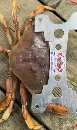 Crab King Stainless Steel Crab Trap – Handmade in Vancouver, Canada